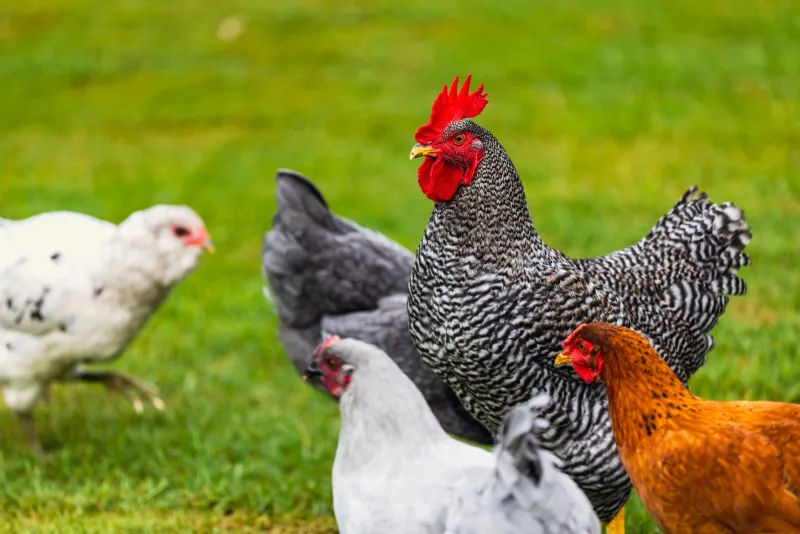 Cluck Yeah: The Honest Truth About Keeping Backyard Chickens (And Why It Might Change How You Eat Forever)