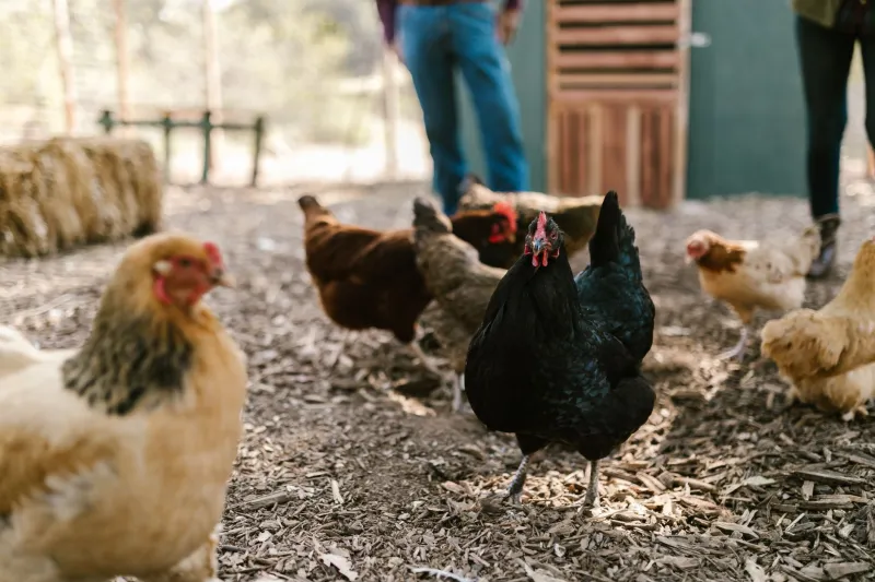Protein From the Ground Up: A Conscious Omnivore's Guide to Growing Your Own Year-Round