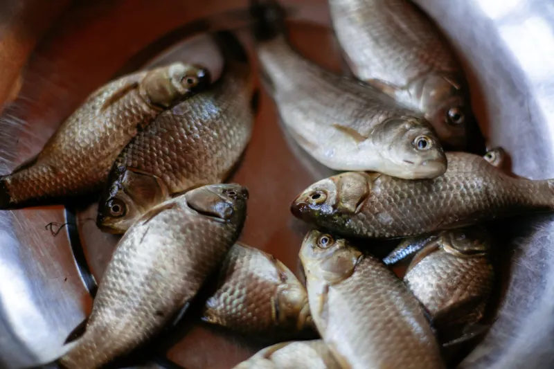 Ugly, Abundant, and Delicious: The Chefs Turning 'Trash Fish' Into Treasure